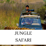 Jungle Safari